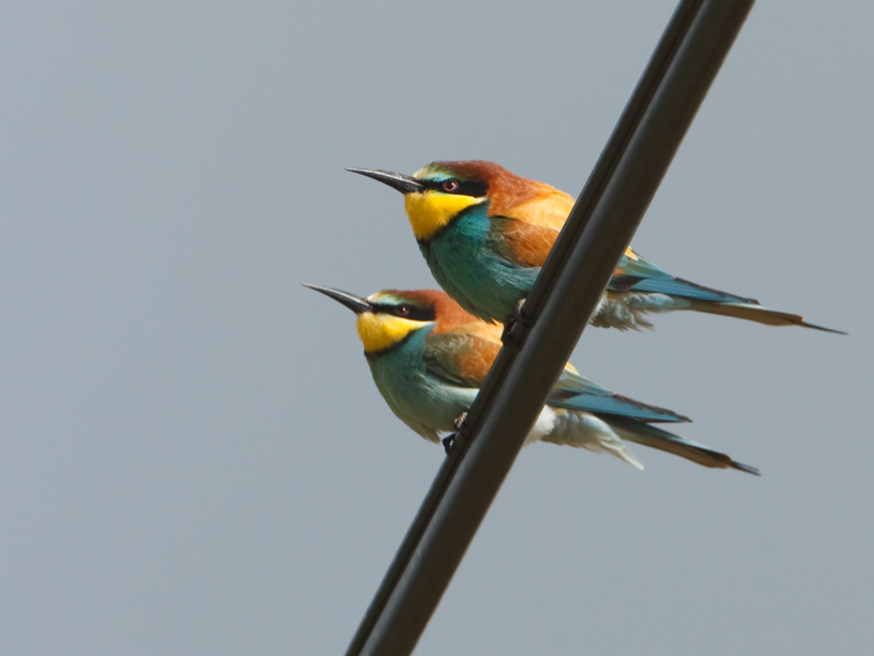 Merops apiater Bijeneter European Bee-eater